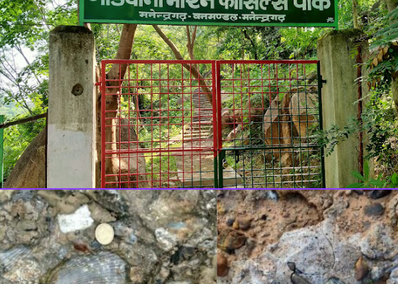 गोंडवाना मरीन फॉसिल पार्क में 293 मिलियन साल पुराने समुद्री जीवाश्मों का दुर्लभ दृश्य।