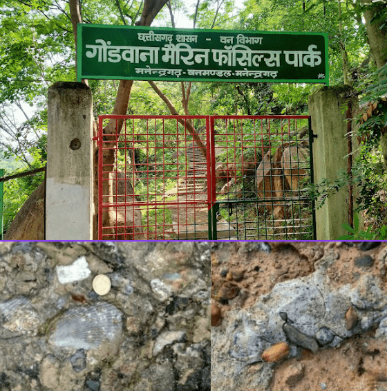 गोंडवाना मरीन फॉसिल पार्क में 293 मिलियन साल पुराने समुद्री जीवाश्मों का दुर्लभ दृश्य।