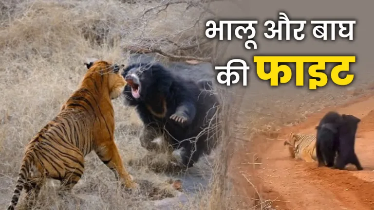 अबूझमाड़ के जंगल में मादा भालू ने अपने शावक को टाइगर से बचाया। वीडियो वायरल, वन विभाग ने जांच शुरू की।