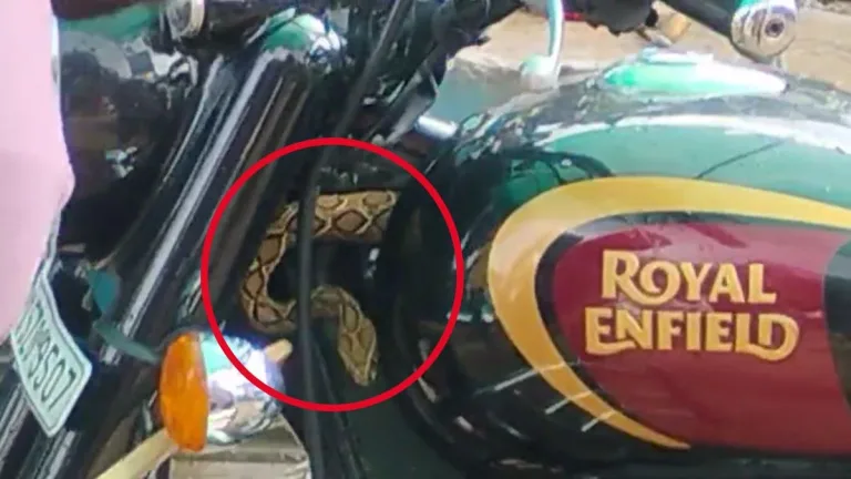 बुलेट बाइक में निकला जानलेवा रसैल वाइपर.