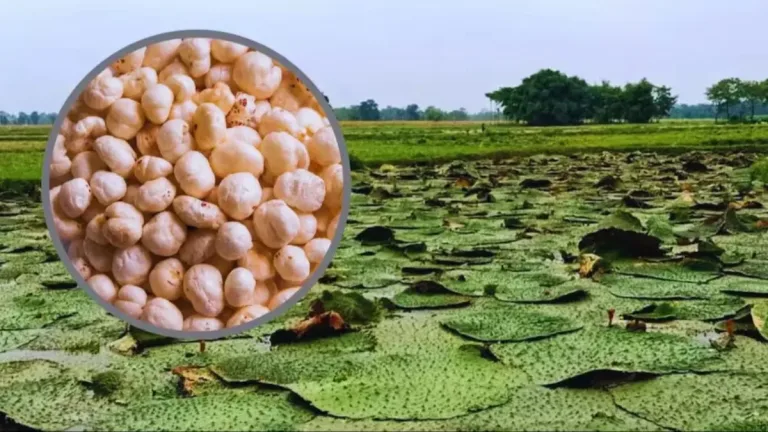 किसानों को बड़ी सौगात: मखाना विकास के लिए 476 करोड़ की योजना मंजूर