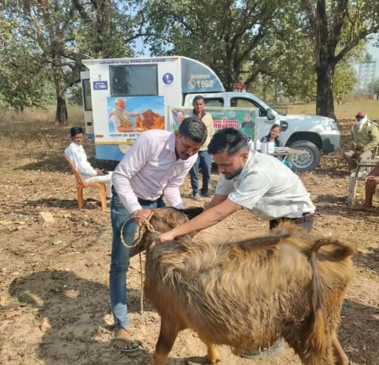 पशु चिकित्सा सेवा