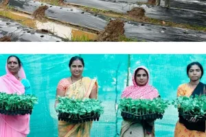ग्राफ्टेड सब्जी खेती