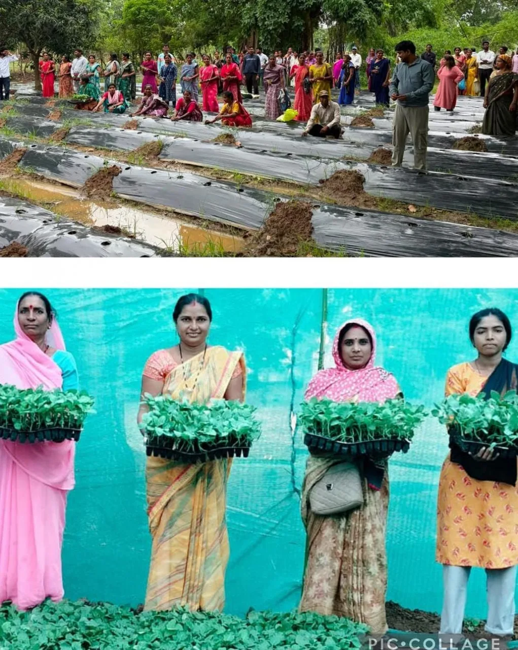 ग्राफ्टेड सब्जी खेती
