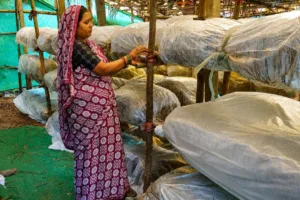 बिहान योजना
