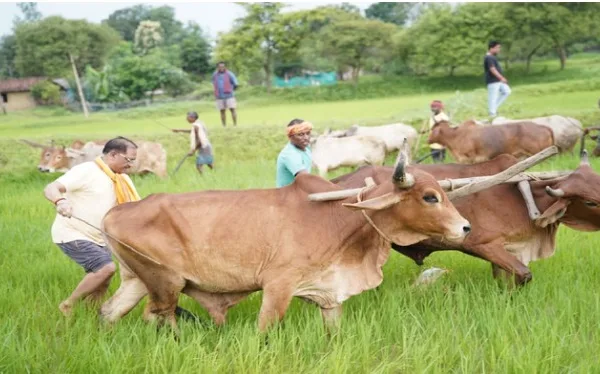 विष्णुदेव साय खेती