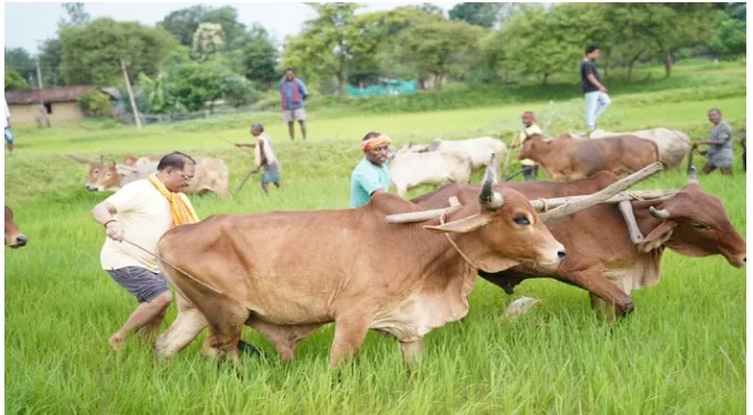 विष्णुदेव साय खेती