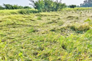 चक्रवात अर्नब, छत्तीसगढ़ किसान राहत, विष्णु देव साय, फसल नुकसान,