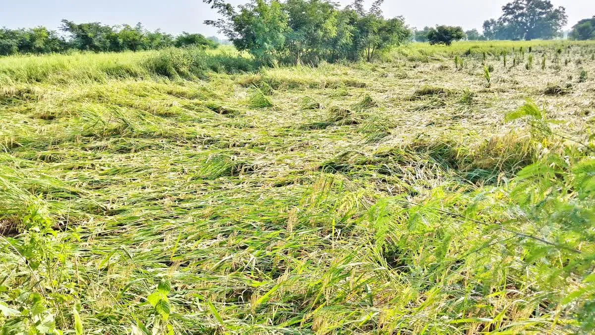 चक्रवात अर्नब, छत्तीसगढ़ किसान राहत, विष्णु देव साय, फसल नुकसान,