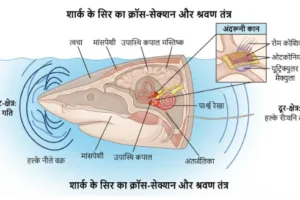 शार्क कैसे सुनती हैं: शार्क के सिर के अंदर कान और पानी में कंपन दिखाता मूल डायग्राम