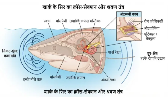 शार्क कैसे सुनती हैं: शार्क के सिर के अंदर कान और पानी में कंपन दिखाता मूल डायग्राम